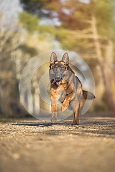 Portrait of a german shepherd running in the field.