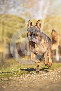 Portrait of a german shepherd running in the field.