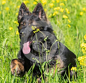 Portrait of a german shepherd running in the rapeseed field