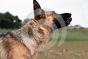 Portrait of a German shepherd. The Sheepdog stuck out its tongue. Dog walks in nature. Black and red German shepherd