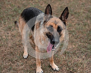 Portrait of a German shepherd. The Sheepdog stuck out its tongue. Dog walks in nature. Black and red German shepherd