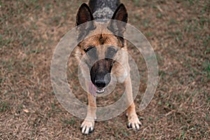 Portrait of a German shepherd. The Sheepdog stuck out its tongue. Dog walks in nature. Black and red German shepherd