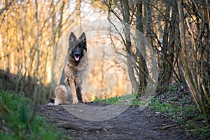 Portrait of german shepherd in spring morning sun