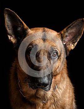 Portrait of a German shepherd in a studio