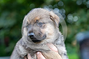 Portrait of german shepherd type a dog puppy being held in hands