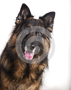 Portrait of a German shepherd on white background