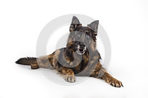 Portrait of a German shepherd on white background photo