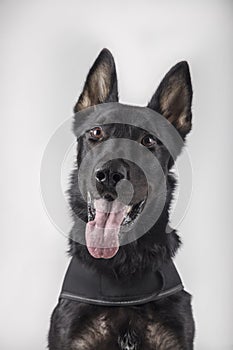 Portrait of a German shepherd on white background photo