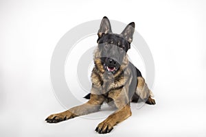 Portrait of a German shepherd on white background