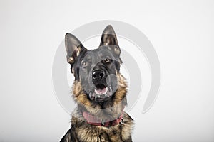 Portrait of a German shepherd on white background photo