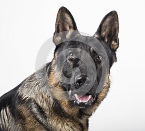 Portrait of a German shepherd on white background photo