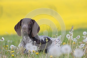 Portrait of German Short Hair Pointer