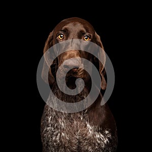 Portrait of German Shorthaired Pointer on Black Background