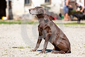 Portrait of a german shorthaired pointer dog