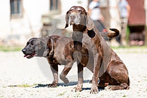 Portrait of a german shorthaired pointer dog