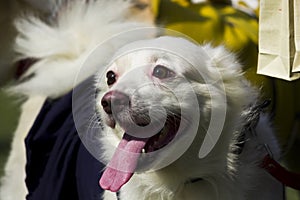 Portrait of German Spitz Dog