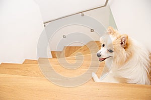 Portrait of german spitz indoors on stairs