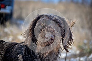 Portrait of a German wirehaired pointer. Front view