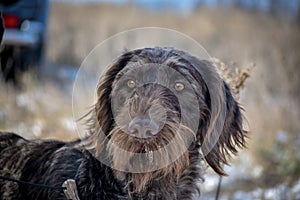 Portrait of a German wirehaired pointer. Front view