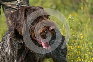 Portrait of a German wirehaired pointer sitting next to his owner.