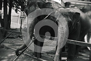 Portrait of giant big elephant in Thailand zoo. Black and white colors