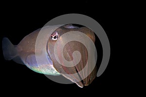 Portrait of giant cuttlefish