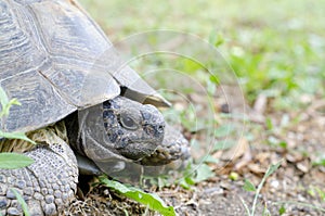 Portrait of a giant land turtle