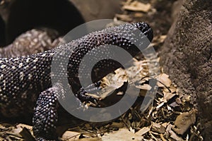 Portrait of a giant lizard - Mexican Beaded Lizard