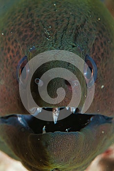 Portrait of a Giant Morey Gymnothorax javanicus