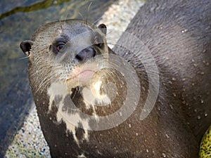 Portrait of giant otter