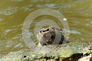 Portrait of a Giant otter animal swimming in the pond water