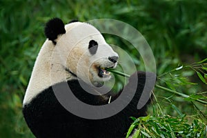 Portrait of Giant Panda