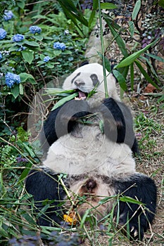 Portrait of giant panda ,Ailuropoda melanoleuca, or Panda Bear. Close up of giant panda lying and eating bamboo