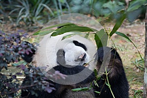 Portrait of giant panda ,Ailuropoda melanoleuca, or Panda Bear. Close up of giant panda lying and eating bamboo