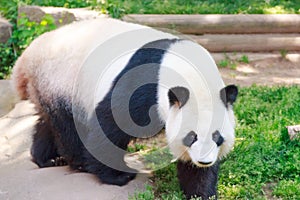 Portrait of Giant panda bear standing and walking.