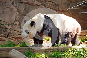 Portrait of Giant panda bear standing and walking.