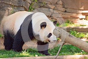 Portrait of Giant panda bear standing and walking.