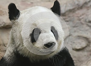 A Portrait of a Giant Panda