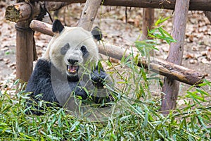 Portrait of a giant panda eating bamboo . .