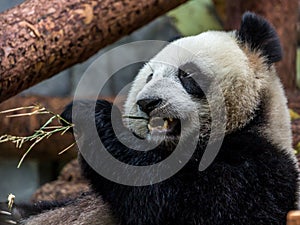 Portrait of giant panda eating bamboo, side view.