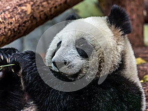 Portrait of giant panda eating bamboo, side view.