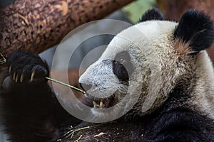 Portrait of giant panda eating bamboo, side view.