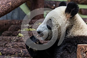 Portrait of giant panda eating bamboo, side view.