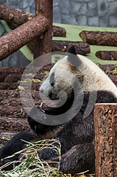 Portrait of giant panda eating bamboo, side view.