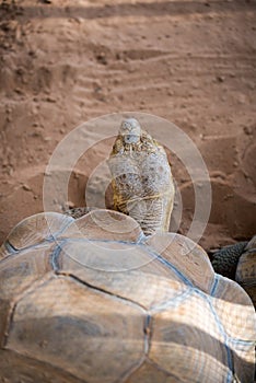 Portrait of Giant Tortise in the Park