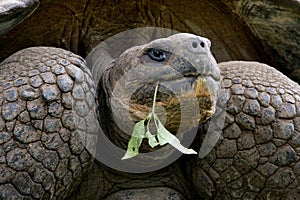 Portrait of giant tortoises. The Galapagos Islands. Pacific Ocean. Ecuador.