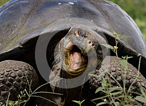 Portrait of giant tortoises. The Galapagos Islands. Pacific Ocean. Ecuador.