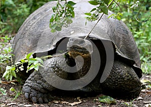 Portrait of giant tortoises. The Galapagos Islands. Pacific Ocean. Ecuador.