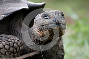 Portrait of giant tortoises. The Galapagos Islands. Pacific Ocean. Ecuador.