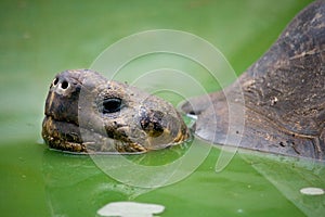 Portrait of giant tortoises. The Galapagos Islands. Pacific Ocean. Ecuador.